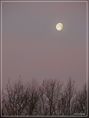 Olen in the morning