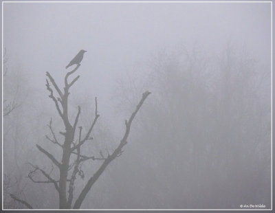 vogel in de mist