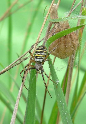 tijgerspin met nest