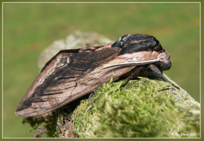 Ligusterpijlstaart - Sphinx ligustri