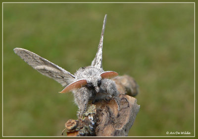 Meriansborstel - Calliteara pudibunda