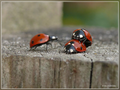 ladybird trio ;-)