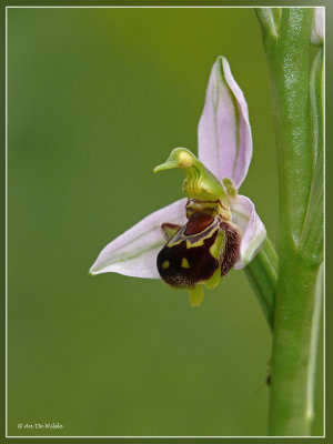 Bijenorchis - Ophrys apifera