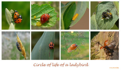 circle of life