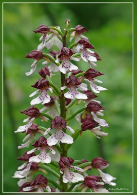 Purperorchis (bruine orchis) - Orchis purpurea