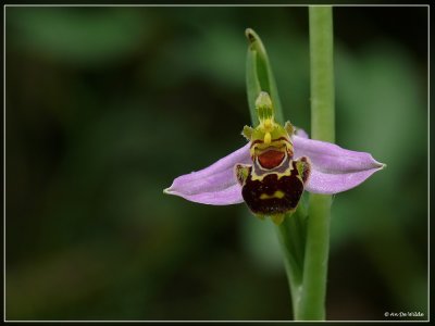 Bijenorchis - Ophrys apifera