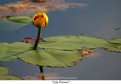 074  Lily Flower.jpg