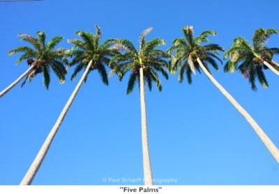 007  Five Palms.jpg