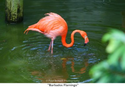 053  Barbados Flamingo.jpg