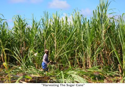 055  Harvesting The Sugar Cane.jpg