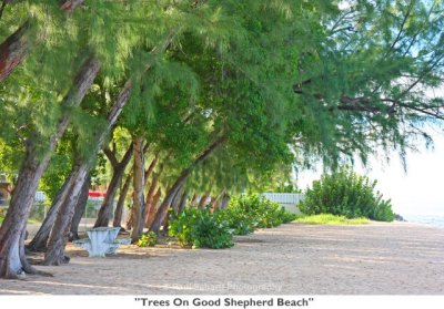 109  Trees On Good Shepherd Beach.jpg