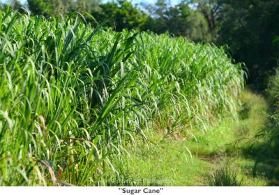 149  Sugar Cane.jpg