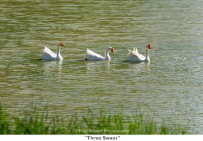 177  Three Swans.jpg