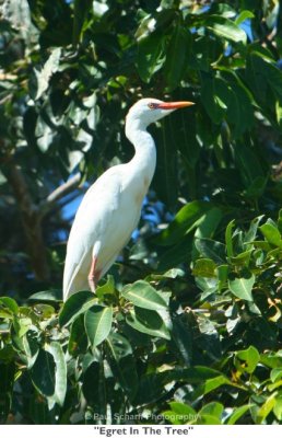 209  Egret In The Tree.jpg