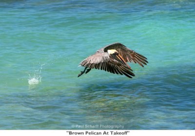 005  Brown Pelican At Takeoff.jpg
