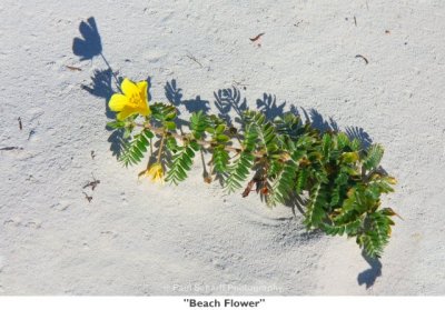 048  Beach Flower.jpg