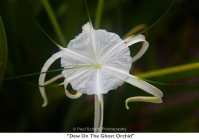 059  Dew On The Ghost Orchid.jpg