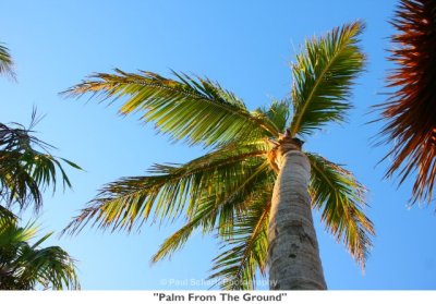084  Palm From The Ground.jpg