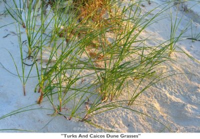 110  Turks And Caicos Dune Grasses.jpg