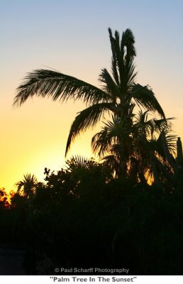 116  Palm Tree In The Sunset.jpg