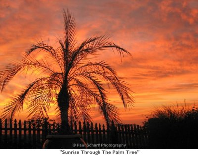 053  Sunrise Through The Palm Tree.JPG