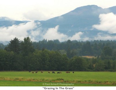 008  Grazing In The Grass.JPG