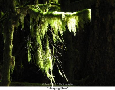 009  Hanging Moss.JPG