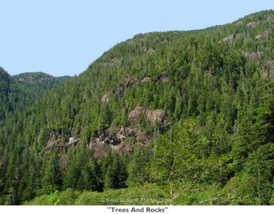 040  Trees And Rocks.JPG