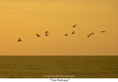 042  Ten Pelicans.jpg