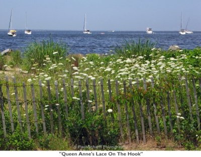 026  Queen Anne's Lace On The Hook.jpg