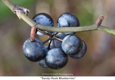 051  Sandy Hook Blueberries.jpg