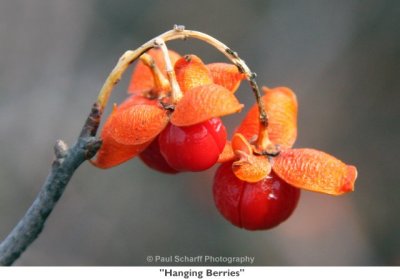 060  Hanging Berries.jpg