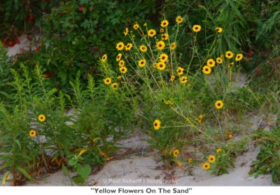 118  Yellow Flowers On The Sand.jpg