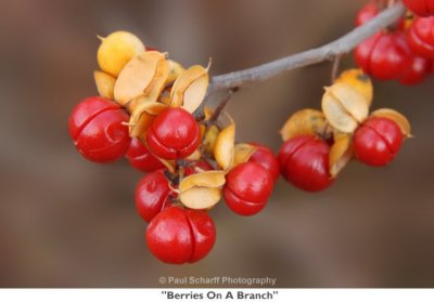 120  Berries On A Branch.jpg