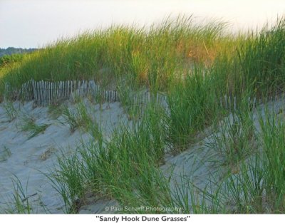 144  Sandy Hook Dune Grasses.jpg