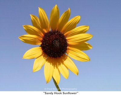 150  Sandy Hook Sunflower SH.jpg