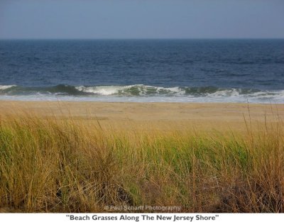 003  Beach Grasses Along The New Jersey Shore.jpg