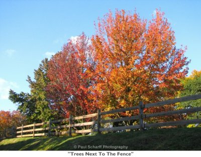 089  Trees Next To The Fence.jpg