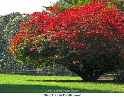 104  Red Tree In Middletown.jpg