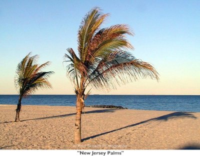 194  New Jersey Palms.jpg