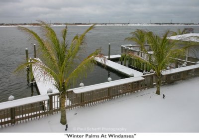 266  Winter Palms At Windansea.jpg