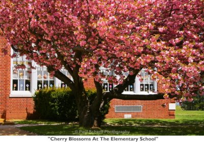 271  Cherry Blossoms At The Elementary School.jpg