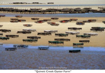 079  Quivett Creek Oyster Farm.jpg