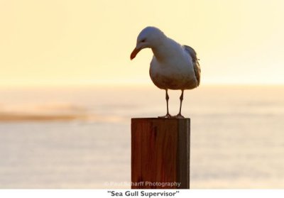 084  Sea Gull Supervisor.jpg