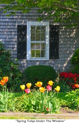 098  Spring Tulips Under The Window.jpg