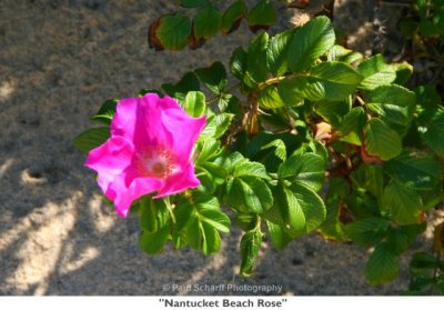 040  Nantucket Beach Rose.jpg