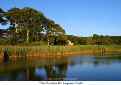 059  Tall Grasses On Lagoon Pond.jpg