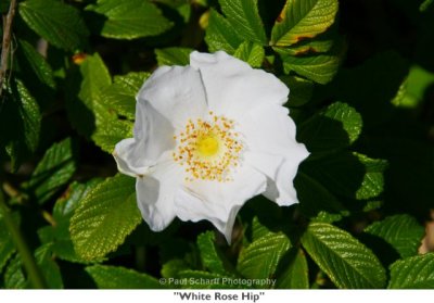 063  White Rose Hip.jpg