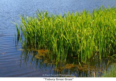 096  Tisbury Great Grass.jpg