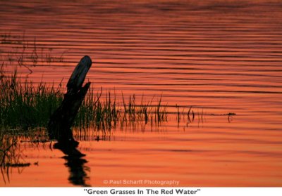 009  Green Grasses In The Red Water.jpg